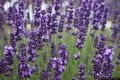 Riola Sardo: i campi di lavanda di Riola Sardo