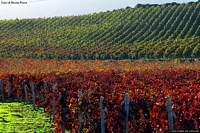 Santadi: vigneti di Carignano
