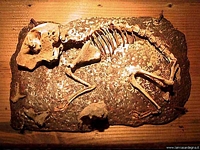 Santadi-Grotta di Is Zuddas: il prolagus Sardus viveva nella zona tra i 25 ed i 10 milioni di anni fa ed era simile alla lepre senza coda attuale