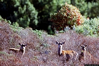 Santadi-Pantaleo: la foresta di Pantaleo