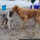 Sant’Anna Arresi: il porto Pino: la dog beatché di Porto Pino
