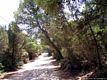 Sant’Anna Arresi: la pineta di Porto Pino