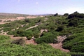 Sant’Antioco-L’insediamento di Grutt’i Acqua: linee di fortificazione difensiva