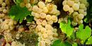 San Vero Milis: il vitigno della vernaccia