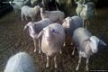 Sarroch: il pecore nell’azienda agricola di Villa d’Orrì