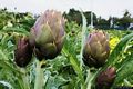 Siamaggiore: i carciofi di Siamaggiore