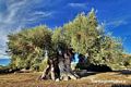 Sini-L’Olivo millenario definito Monumento naturale della regione Sardegna Sini-L’Olivo millenario definito Monumento naturale della regione Sardegna