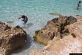 Is Arutas: limpido mare di Is Arutas
