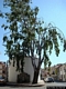 Siniscola-Santuario di Nostra Signora delle Grazie: retro con la fontanella e l’albero