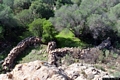 Siniscola-Berchida: resti del villaggio abbandonato di rempellos Siniscola-Berchida: resti del villaggio abbandonato di rempellos