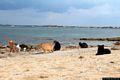 San Vero Milis-Capo Mannu: la colonia felina di su Pallosu