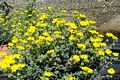 San Vero Milis-Capo Mannu: nella colonia felina la pianta rara chiamata Helianthemum caput-felis Boiss