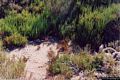 Pauli Marigosa: piante palustri in riva allo stagno di Pauli Marigosa