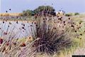 Pauli Marigosa: un bell’esemplare di juncus acutus ossia di giunco fotografato lungo la riva dello stagno di Pauli Marigosa Pauli Marigosa: un bell’esemplare di juncus acutus 0ssia di giunco fotografato lungo la riva dello stagno di Pauli Marigosa