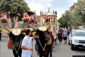 Sinnai-La festa campestre di San Basilio Magno: trasporto dei simulacri di San Basilio e San Gregorio