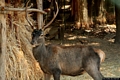 Sinnai-Foresta Demaniale dei Sette Fratelli Sinnai-Foresta Demaniale dei Sette Fratelli