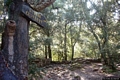 Sinnai-Foresta Demaniale dei Sette Fratelli