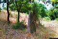 Sorgono-Area archeologica di Biru ’e Concas: menhir nel piccolo allineamento orientale