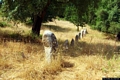 Sorgono-Area archeologica di Biru ’e Concas: il grande allineamento orientale di menhirs di Biru ’e Concas Sorgono-Area archeologica di Biru ’e Concas: il grande allineamento orientale di menhirs di Biru ’e Concas