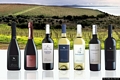 Sorso-L’asinello bianco dell’Asinara