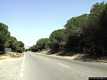 Sorso: la strada verso Marina di Sorso attraverso la pineta