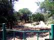 Sorso: la pineta di Marina di Sorso Sorso: la pineta di Marina di Sorso