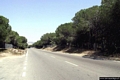 Sorso-La strada verso Marina di Sorso attraverso la pineta
