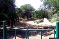 Sorso-La pineta di Marina di Sorso