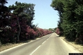 Sorso-La strada verso la spiaggia di Platamona attraverso la pineta