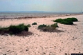Stintino-La spiaggia di Pazzona