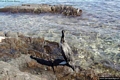 Stintino-Mare di Stinitno-un cormorano sugli scogli