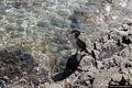 Stintino-Mare di Stinitno-un cormorano sugli scogli Stintino-Mare di Stinitno-un cormorano sugli scogli