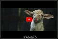 Trailer del cortometraggio 'l agnello' di Mario Piredda