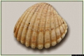 La conchiglia marina del genere Cardium