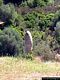 Tortolì-Terzo dei tre menhir conficcato nel terreno