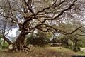 Triei-Il parco naturalistico di Mull&ograve;