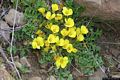 Tuili-giardino botanico <em>Morisia</em>