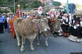 Urzulei: il processione per la festa di San Giorgio Vescovo