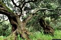 Villacidro-Grandi olivastri nel parco di San Sisinnio