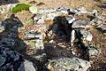 Villagrande Strisaili-tomba di giganti di Sa Carcaredda III