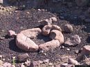 Villanova Monteleone: il nuraghe Appiu: focolare nella capanna 2b