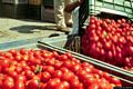 Zeddiani-Zeddiani è stata per anni la capitale sarda del pomodoro